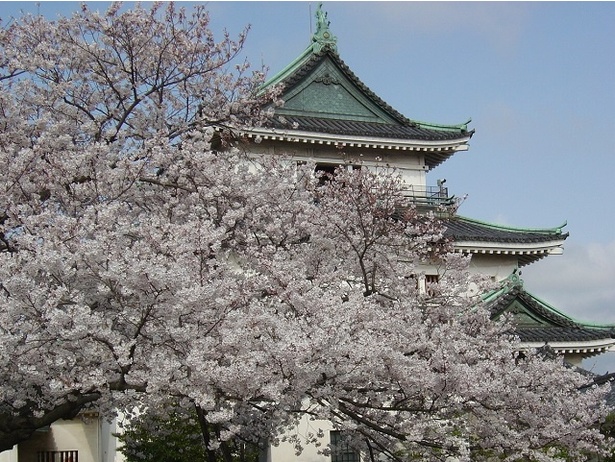 和歌山城の桜 - 和歌山県／桜越しにみえる天守閣は圧巻