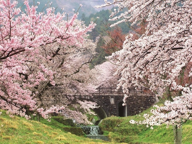 霞間ヶ渓の桜 - 岐阜県／桜がピンク色の霞を作り出す