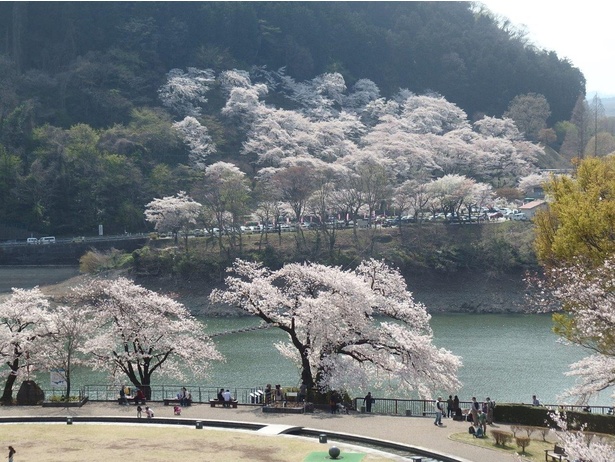 県立津久井湖城山公園の桜 - 神奈川県／水の苑地から花の苑地を望む