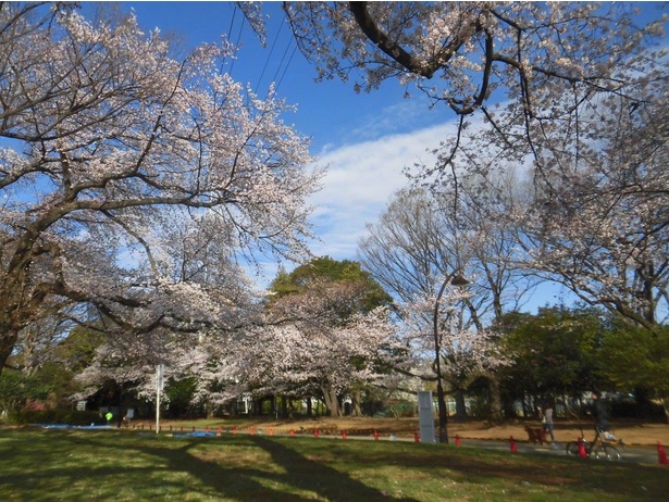 駒沢オリンピック公園の桜 - 東京都／スポーツとともに、美しく咲いた桜を楽しめる