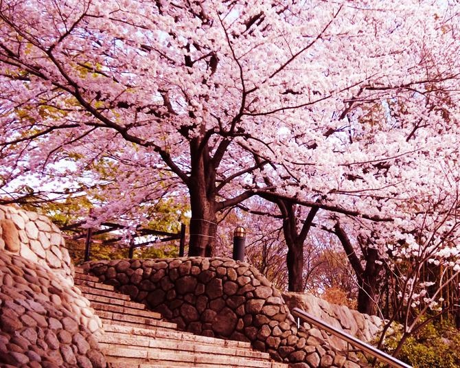 今週末(3月30・31日)の桜見頃はここ！東・西日本の開花〜見頃を迎えるお花見名所ガイド