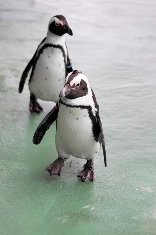 しぐさがかわいいケープペンギン。ほかにもフンボルトペンギンを飼育している