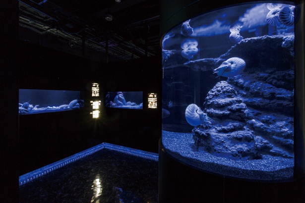 館内では駿河湾に棲む深海生物や世界中の変わった生き物が展示されている