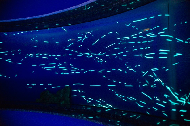 深海生物たちの神秘 深海水族館 シーラカンス ミュージアム ウォーカープラス