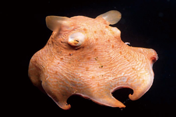 画像2 9 深海生物たちの神秘 深海水族館 シーラカンス ミュージアム ウォーカープラス