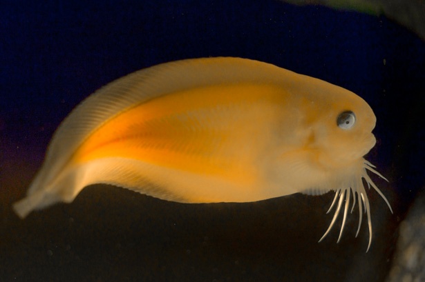 画像5 9 深海生物たちの神秘 深海水族館 シーラカンス ミュージアム ウォーカープラス
