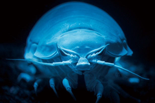 最大50cmにもなるダイオウグソクムシ。海底に沈んだ動物の死骸などを食べることから“海の掃除屋”とも呼ばれる