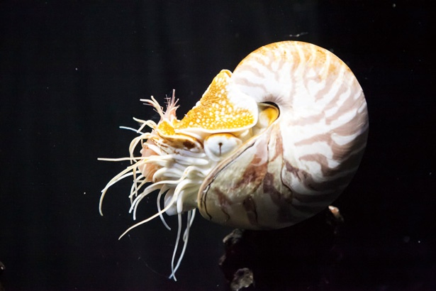 画像8 9 深海生物たちの神秘 深海水族館 シーラカンス ミュージアム ウォーカープラス