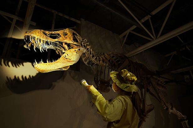 期間限定のナイトミュージアムver.で、光る恐竜を探してみよう！※写真はイメージです