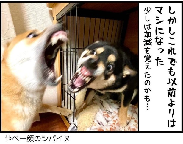 柴犬兄弟のケンカが多い問題を相談した結果P04