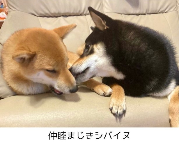 柴犬兄弟のケンカが多い問題を相談した結果P09