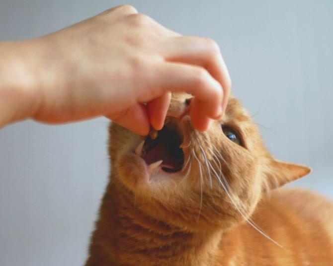 あなたの家族(動物)が渋谷の巨大ビジョンデビューのチャンス!?「うちの子食いしん坊選手権」開催！