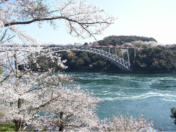 西海橋公園の桜 - 長崎県／うず潮も楽しめる桜の名所