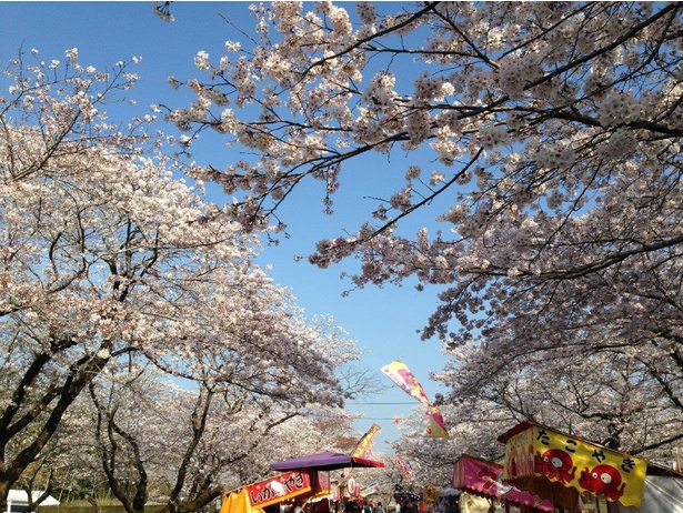 母智丘公園の桜 - 宮崎県／桜並木の遊歩道が花見客でにぎわう