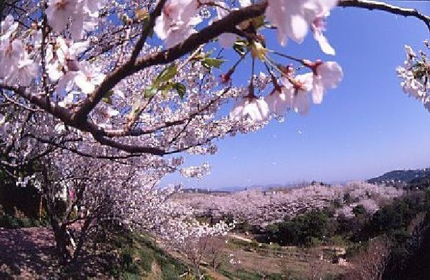 平草原公園の桜 - 和歌山県／桜とともに見下ろす町並みは格別