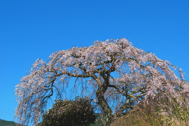西山興隆寺の桜 - 愛媛県／樹高約7mで樹齢約100年とされるしだれ桜 画像提供：西条市