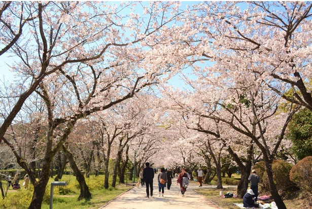 鏡野公園の桜 - 高知県／満開の桜が公園内を彩る 画像提供：香美市観光協会