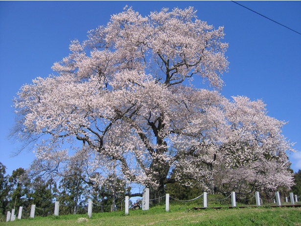 戸津辺の桜 - 福島県／樹齢600年を超える一本桜 画像提供：矢祭町役場