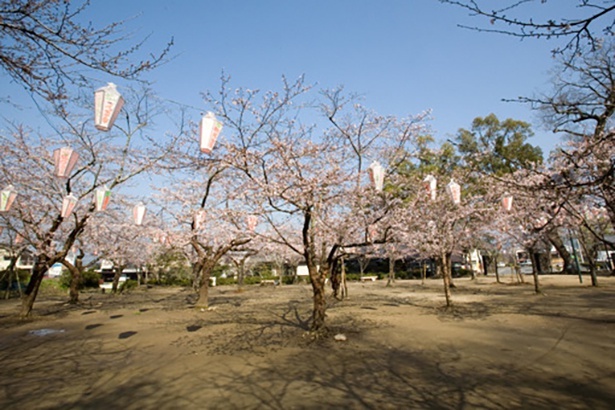 亀山公園の桜(大分県) - 大分県／公園全体がピンク色に染まる 画像提供：日田市役所