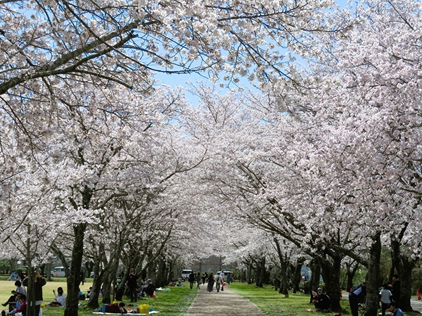 忠元公園の桜 - 鹿児島県／千本桜として有名で「さくら名所100選」にも選定されている