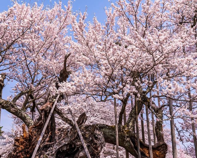 今週末(4月6・7日)の桜見頃はここ！東・西日本の7分咲き〜満開を迎えるお花見名所ガイド