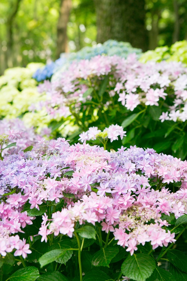 毎年時期になると、美しい紫陽花が咲き誇る