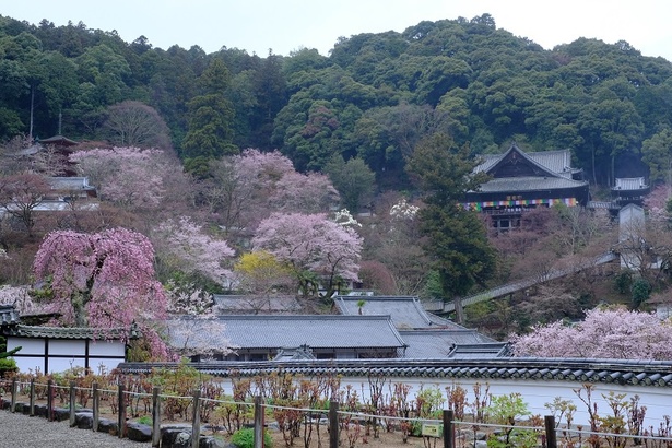 長谷寺の桜(奈良県) - 奈良県／長谷寺を取り囲むようにして咲く桜