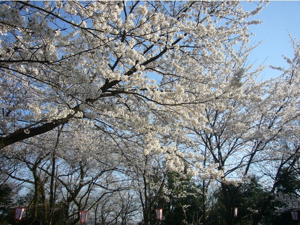 足羽山公園の桜 - 福井県／数多くの桜が園内を彩る
