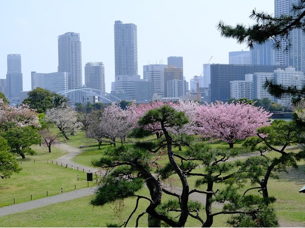 浜離宮恩賜庭園の桜 - 東京都／富士見山からの桜