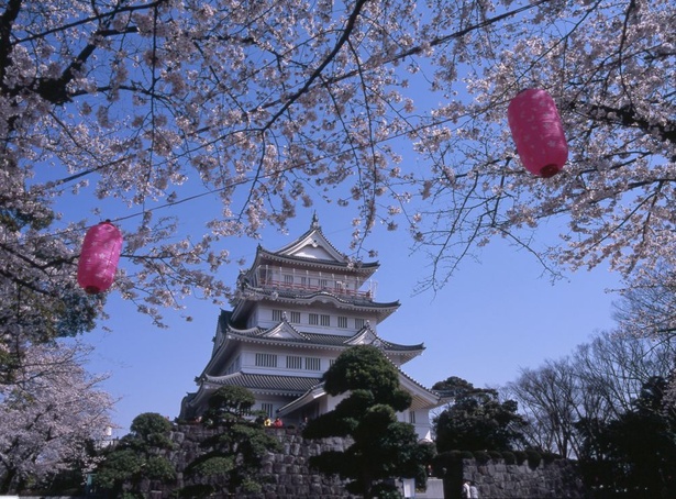 亥鼻公園の桜 - 千葉県／千葉城と満開の桜が同時に楽しめる