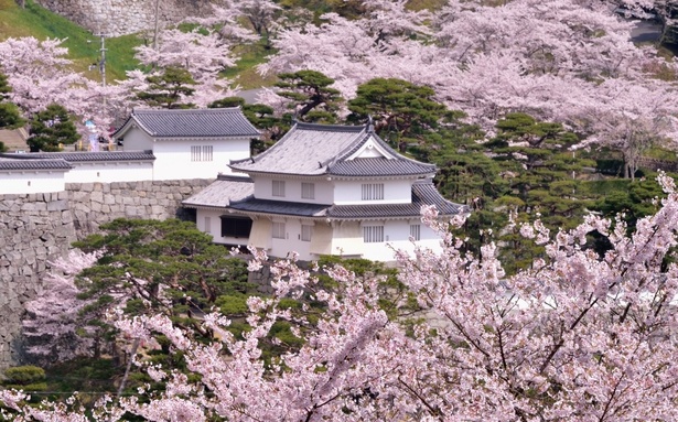 霞ヶ城公園の桜 - 福島県／桜とその隙間からのぞく霞ヶ城の対比が見もの