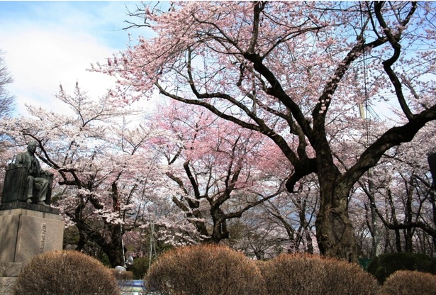 水沢公園の桜 - 岩手県／ソメイヨシノ、しだれ桜、エドヒガンなど桜の種類も多い