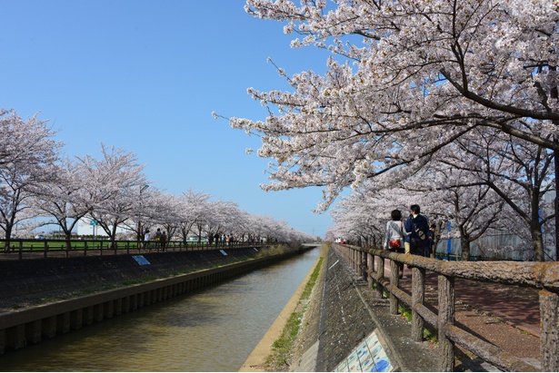 桜ネックレスの桜 - 愛知県／彼方まで続くかのような桜並木は全長2800ｍ