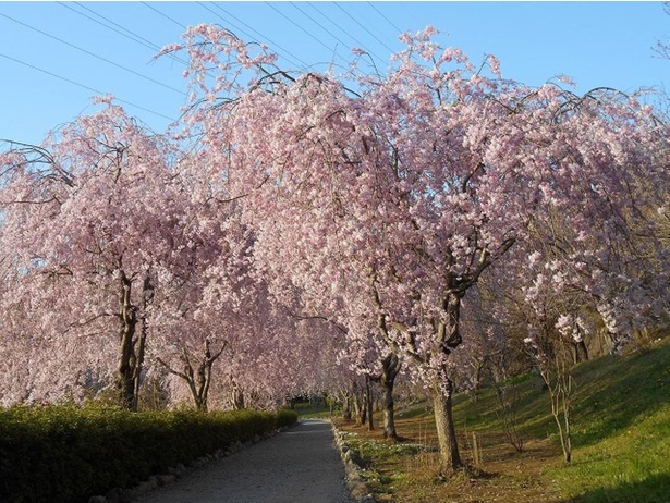常陸風土記の丘の桜 - 茨城県／カーテンのように桜の花が広がる