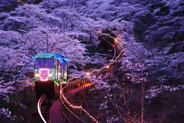 柴田町船岡城址公園の桜 - 宮城県／桜のトンネルを走るライトアップされたスロープカー