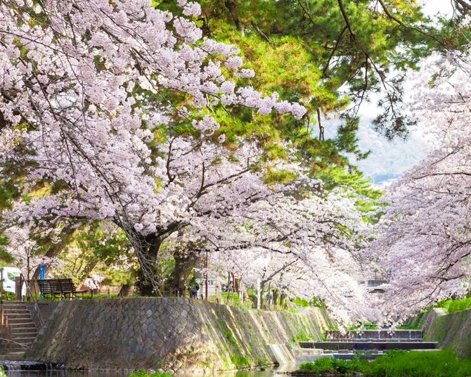 今週末(4月13日・14日)の桜見頃はここ！東・西日本の7分咲き〜満開を 