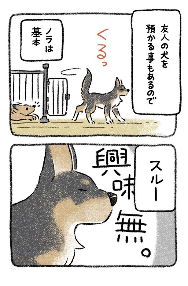 保護犬茶々のお話【第9話】(2) 