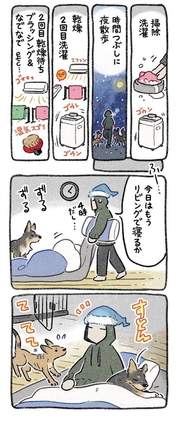 保護犬茶々のお話【第9話】(3) 