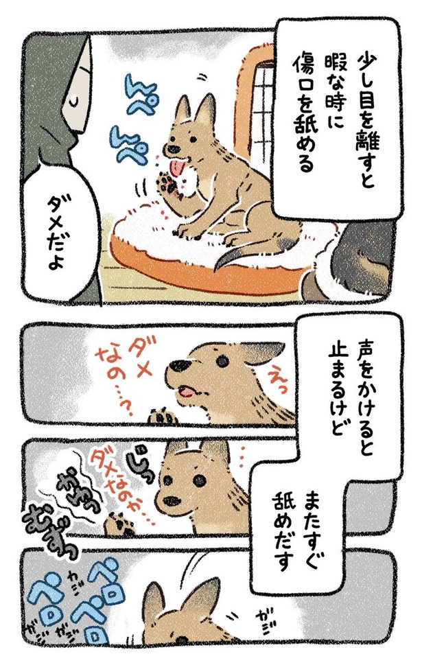 保護犬茶々のお話【第10話】(2) 