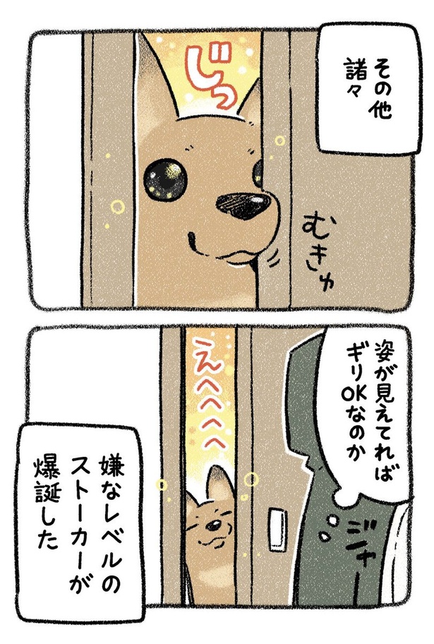 保護犬茶々のお話【第12話】(4) 