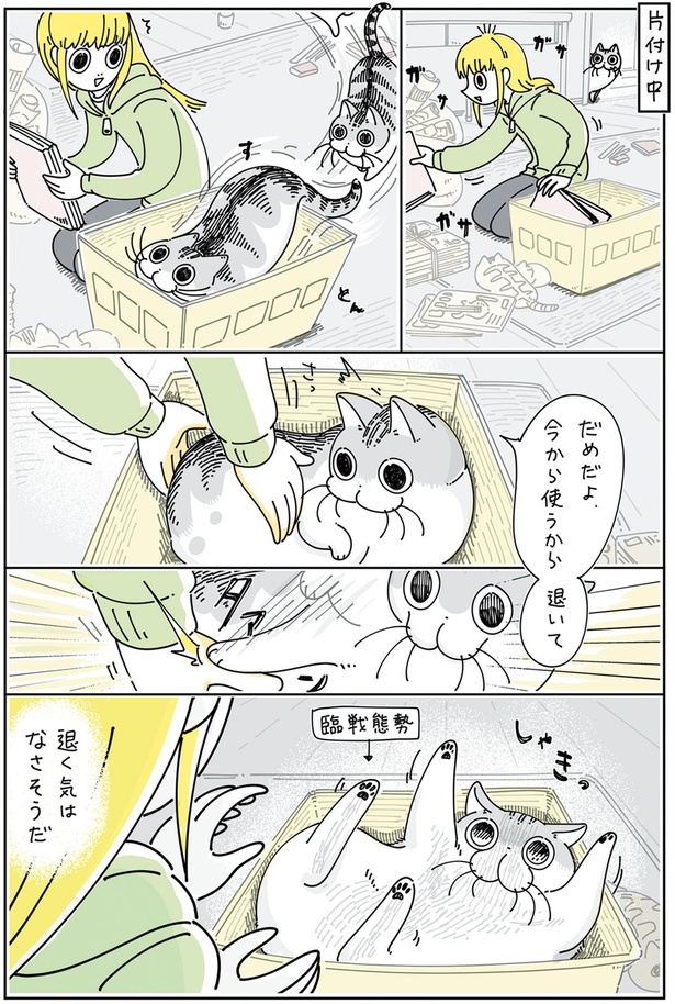 ネコと箱を奪い合う （C）キュルZ／KADOKAWA