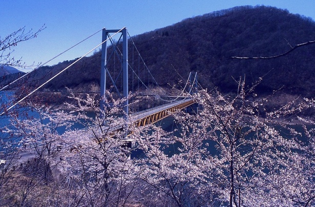 九頭竜湖の桜 - 福井県／湖の青と桜のピンクのコントラストに思わず魅了される 画像提供：大野市