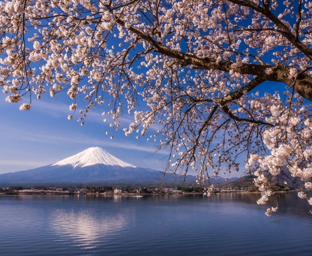 河口湖畔(北岸)の桜 - 山梨県／名峰富士を桜とあわせて眺められる