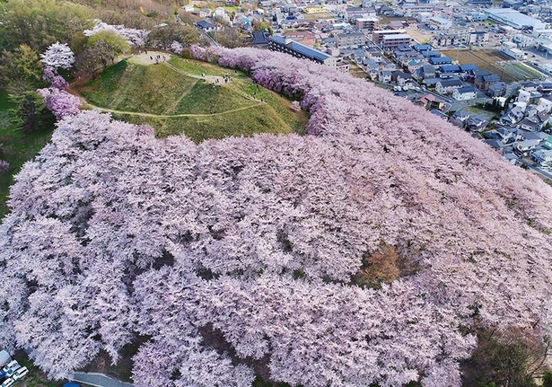 弘法山古墳の桜 - 長野県／ピンク色の海のように桜が山を覆う 画像提供：松本市
