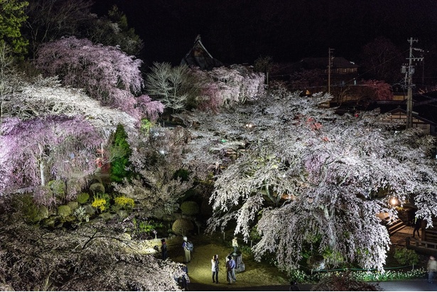 光前寺のしだれ桜 - 長野県／境内には70本のしだれ桜が植えられ、古いものは樹齢約200年にも達する 画像提供：光前寺ライトアップ実行委員会