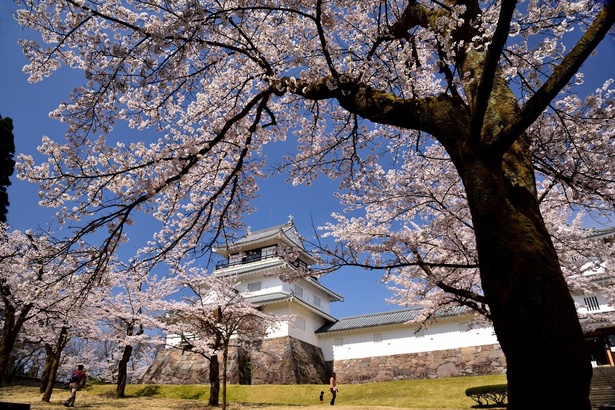 悠久山公園の桜 - 新潟県／約2500本の桜が池や山を彩る 画像提供：長岡市観光事業課