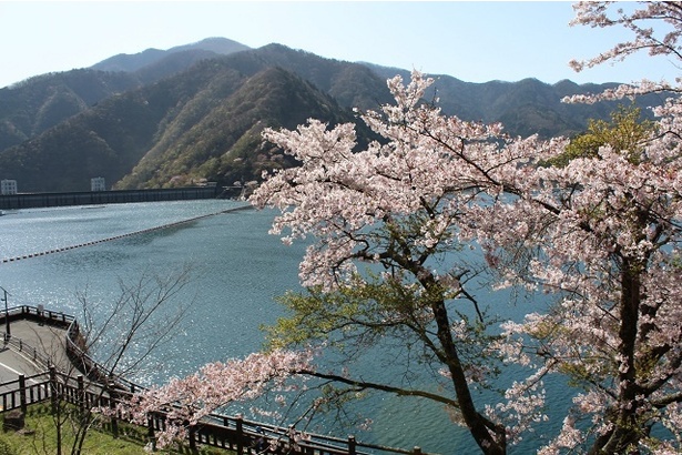 奥多摩湖の桜 - 東京都／豊富な水をたたえる奥多摩湖とピンクの花が作る景観 画像提供：奥多摩観光協会