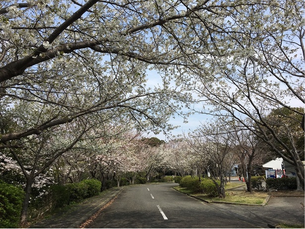 大房岬自然公園の桜 - 千葉県／大房岬のアウトドアアクティビティを味わいながらお花見も楽しめる