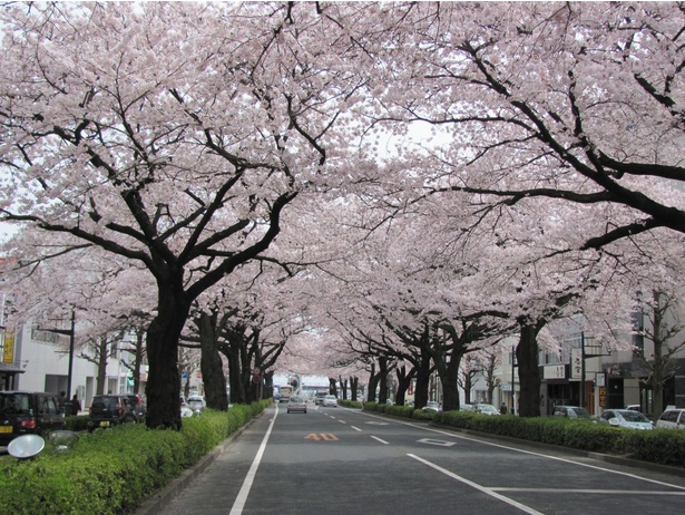 平和通りの桜 - 茨城県／頭上を覆うようにソメイヨシノの花が広がる 画像提供：日立市