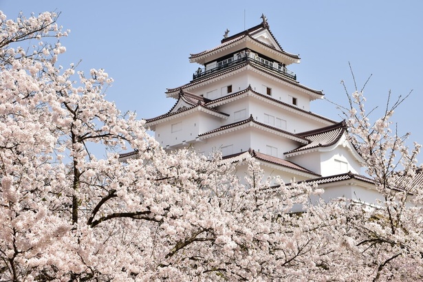鶴ヶ城公園の桜 - 福島県／桜の開花時期は夜間ライトアップで夜桜も楽しめる